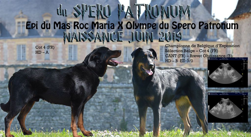 Du Spero Patronum - Naissance 2019