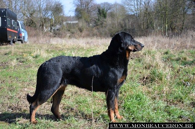 CH. Granger hermione du Foudre de Zeus